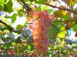 существующие проблемы выращивания винограда